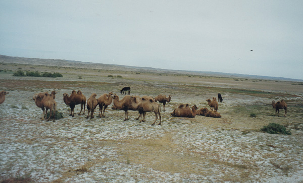 desert camels